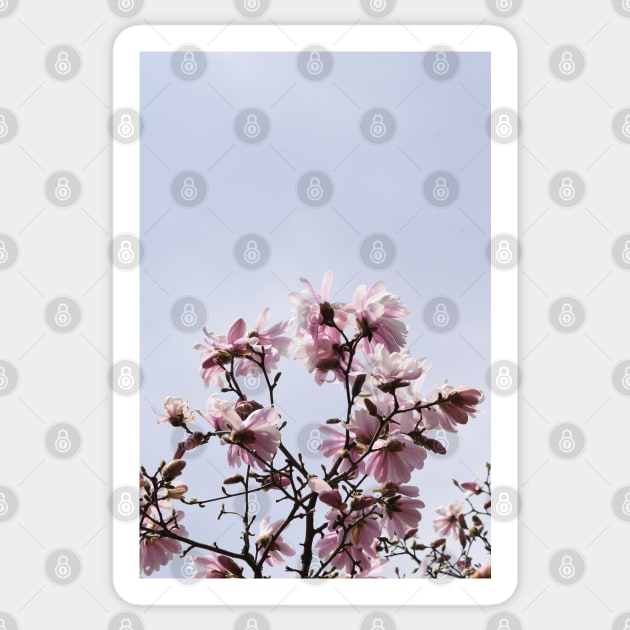 Large Pink Flowers, Spring Time Blossoms Sticker by Tenpmcreations